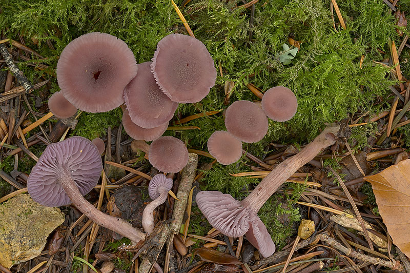 Laccaria amethystea